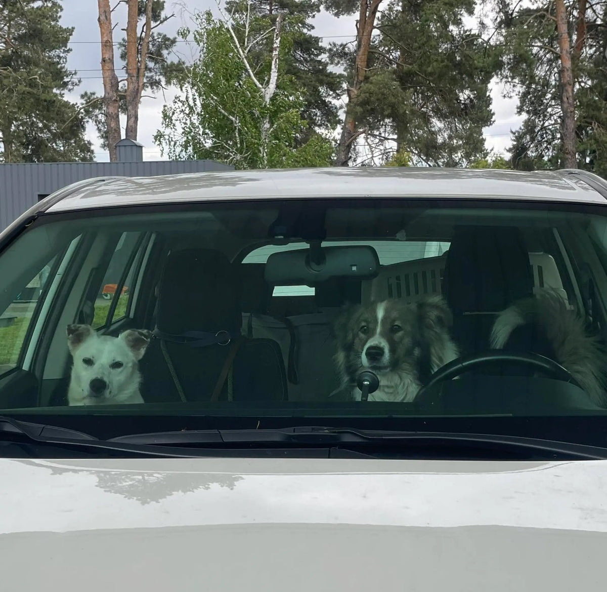 Two dogs sitting inside a white car, with one white dog in the passenger seat and a brown and white dog in the driver's seat, viewed through the windshield.